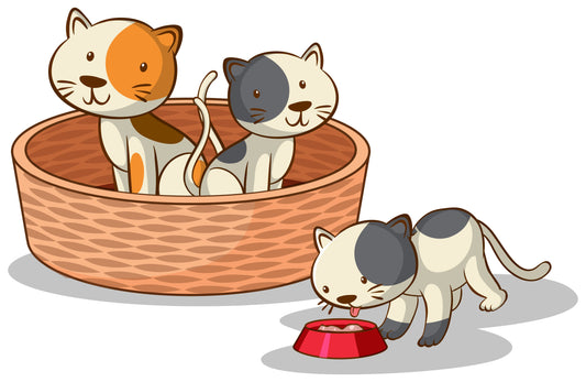Ma quante volte al giorno deve mangiare un gatto?