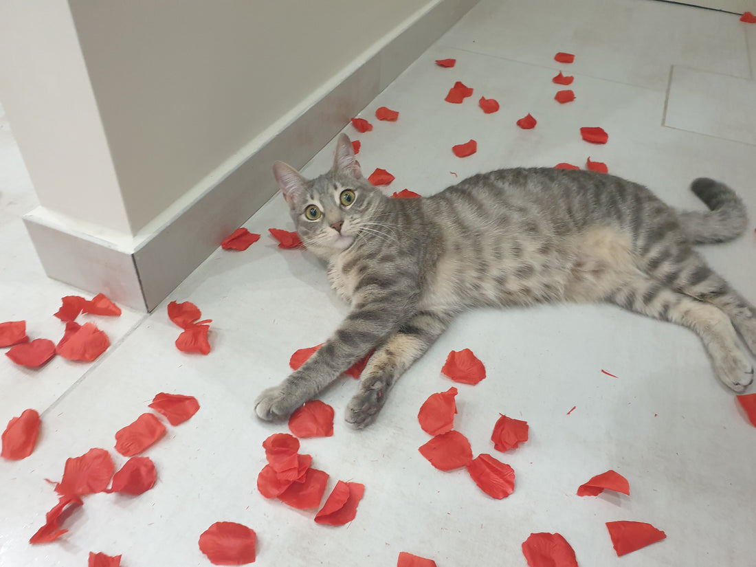 PIANTE VELENOSE PER IL TUO GATTO, ECCO QUALI SONO!