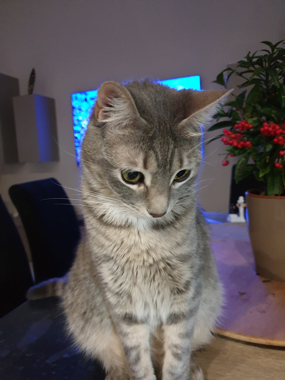 ALIMENTI TOSSICI PER GATTI. ECCO UN ELENCO DETTAGLIATO!