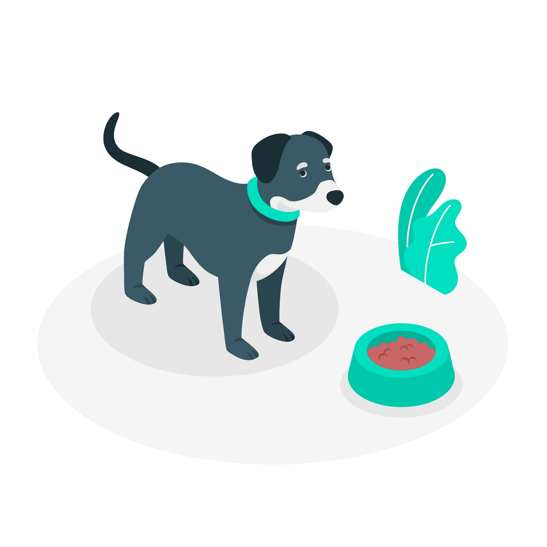 Quante volte al giorno dovrebbe mangiare un cane?