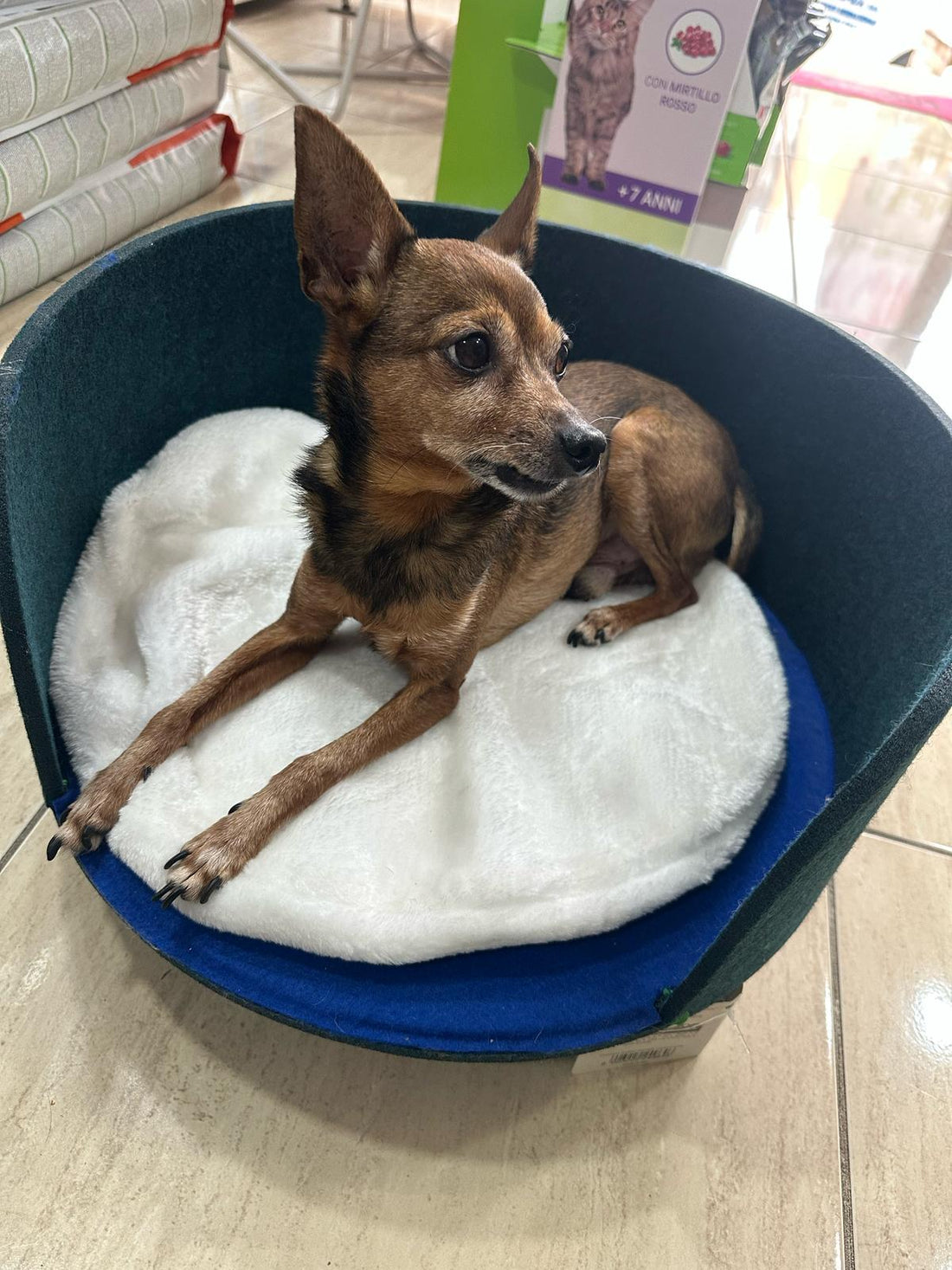 Ecco un elenco degli alimenti tossici per cani