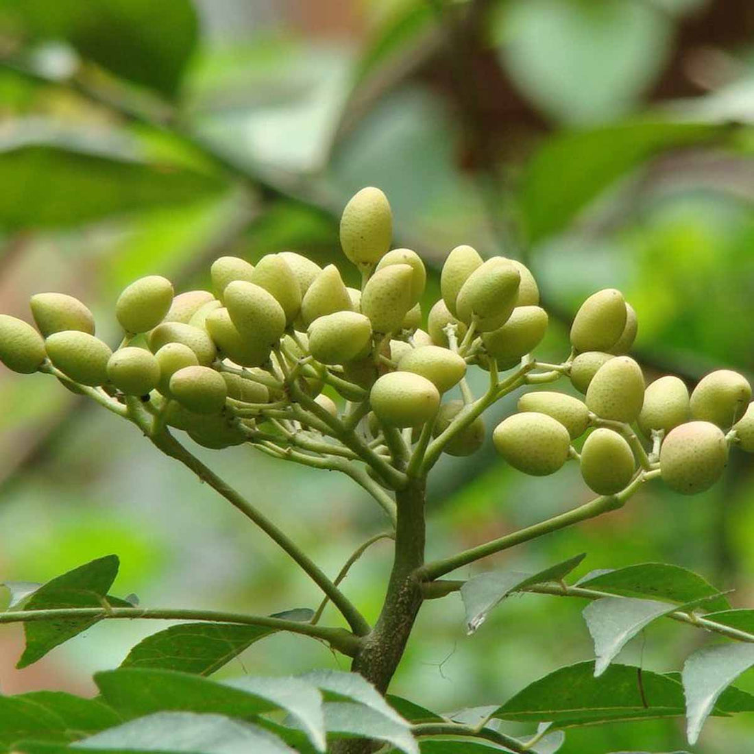 Olio di neem, antiparassitario naturale per cani e gatti