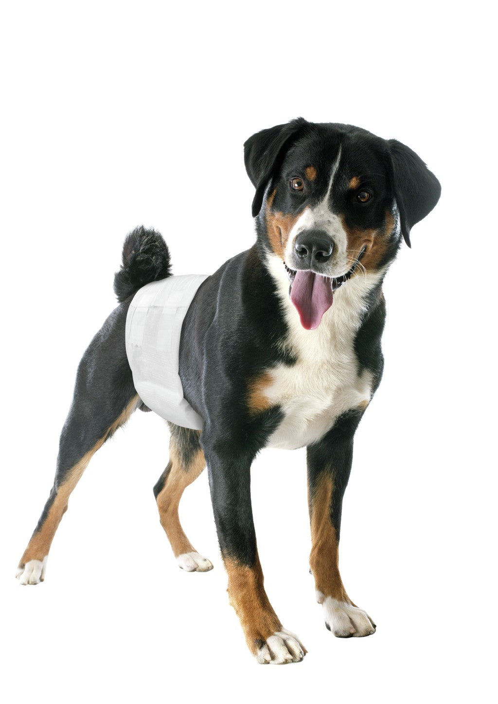 Pannolini a fascia elastica per cani maschi